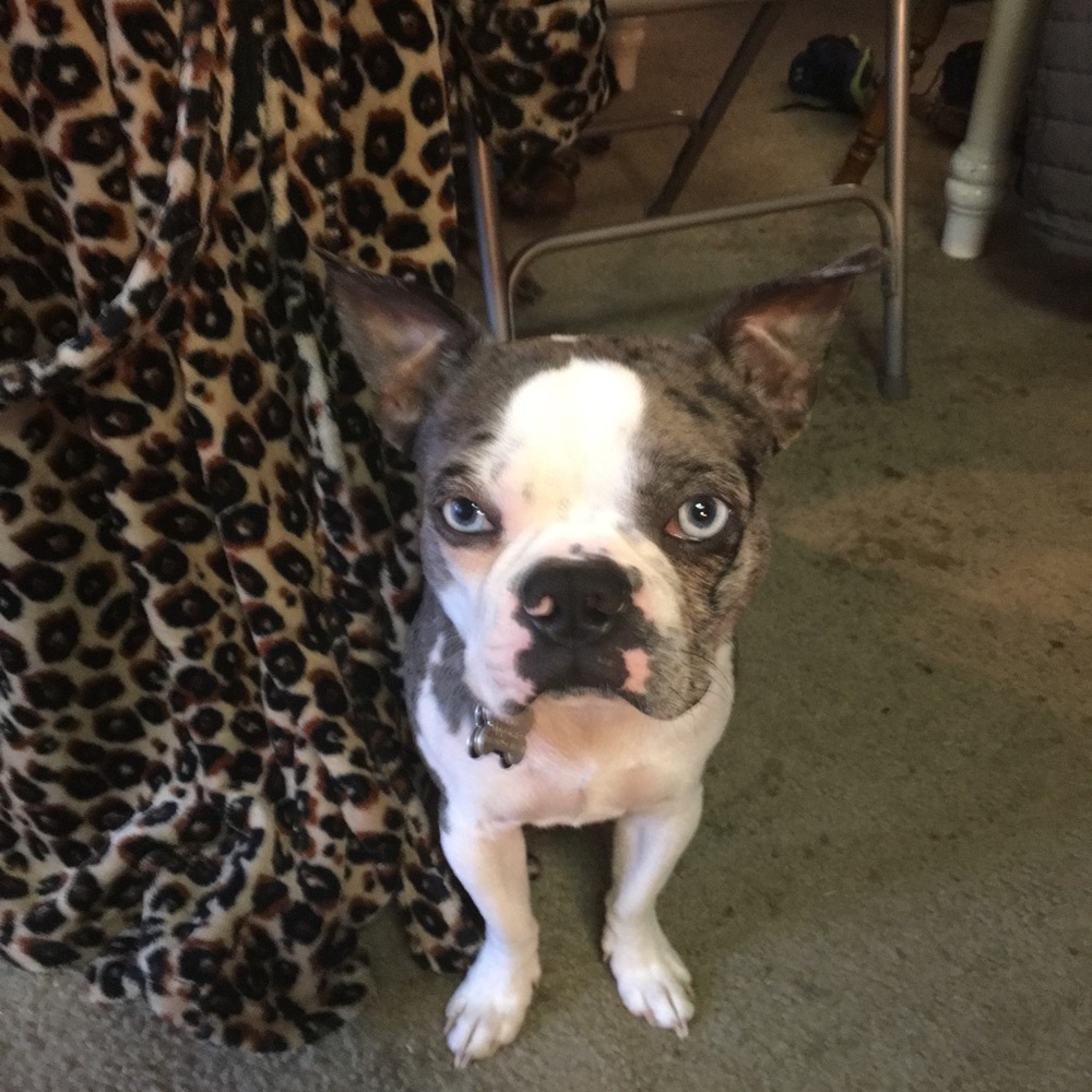 Meet your Posher, Misty